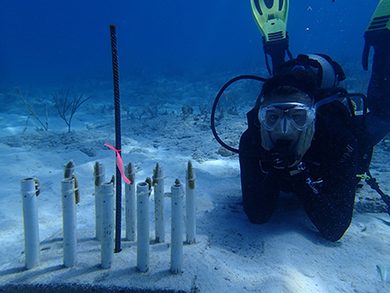 NSF STEM fellowship supports graduate student’s coral health research